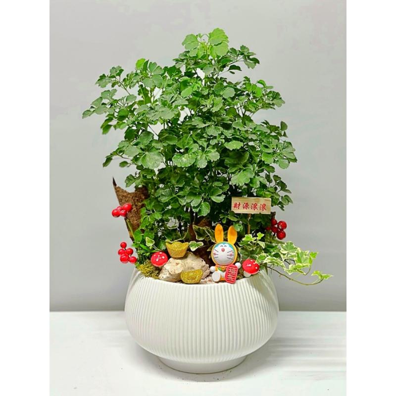 桌上型盆栽108
