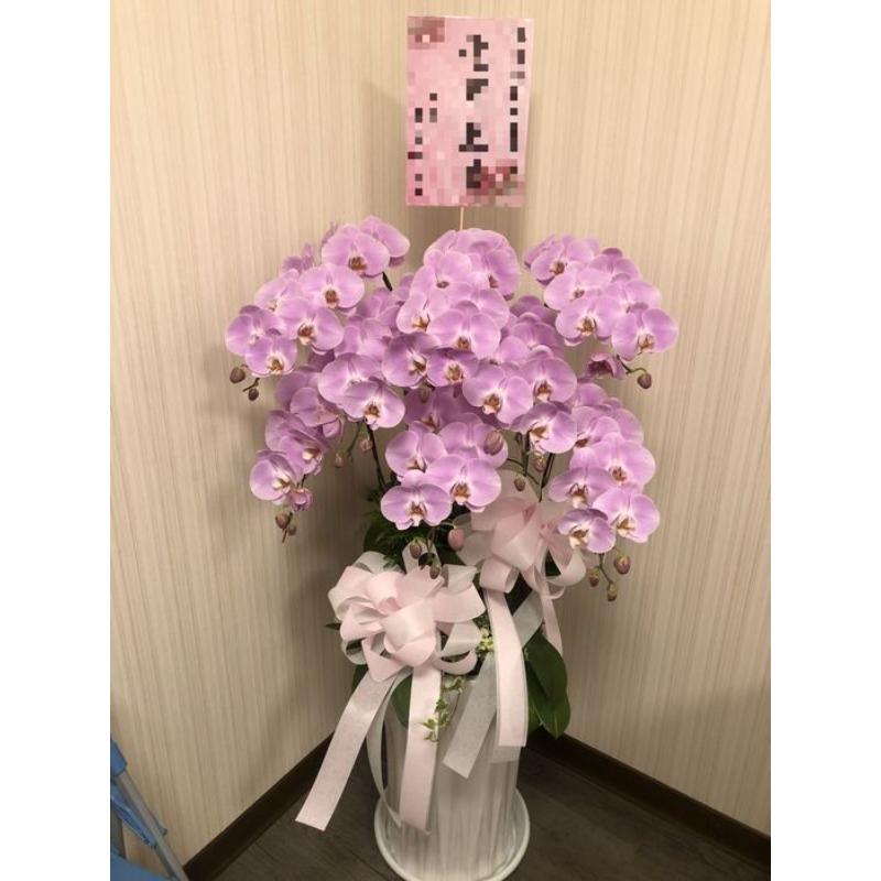 弔唁蘭花034