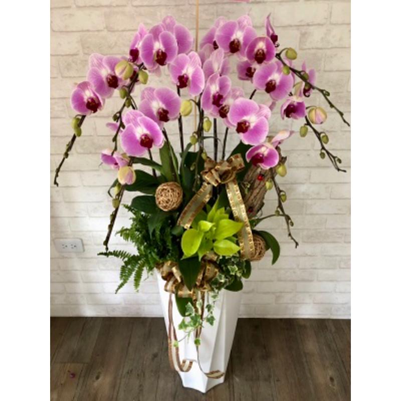 喜慶蘭花0022