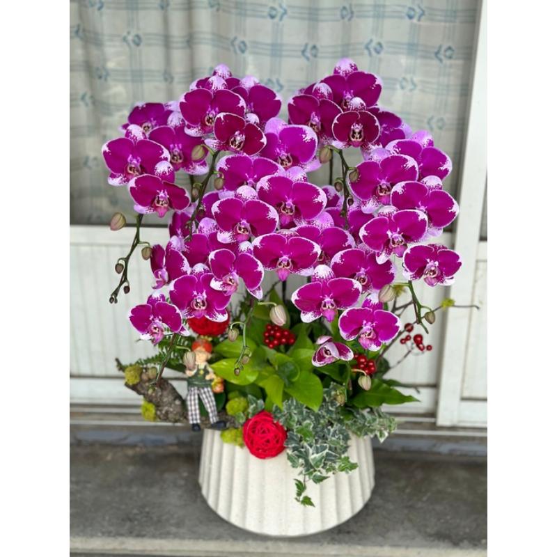 喜慶蘭花0065