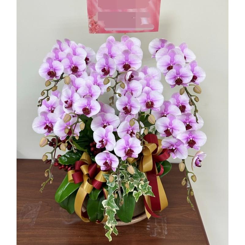 喜慶蘭花0069