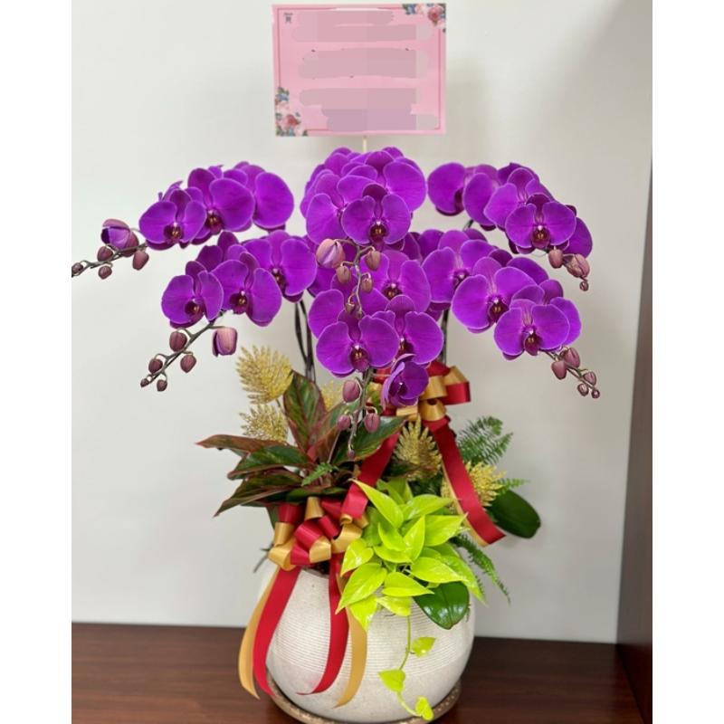 喜慶蘭花0080