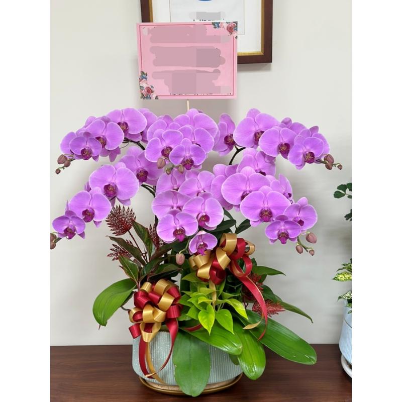 喜慶蘭花0081