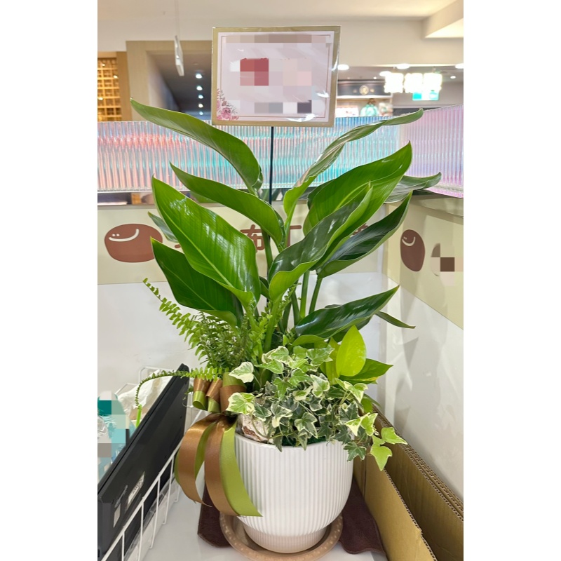 桌上型盆栽86