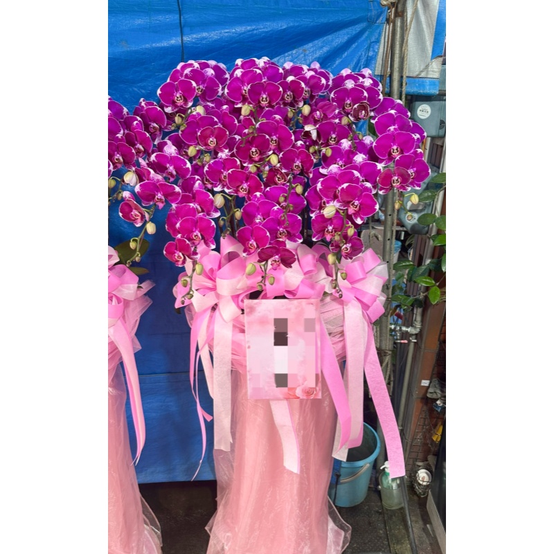 弔唁蘭花039